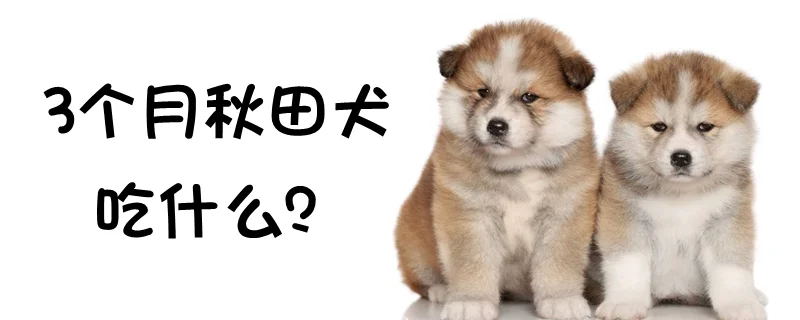 3個月秋田犬吃什么