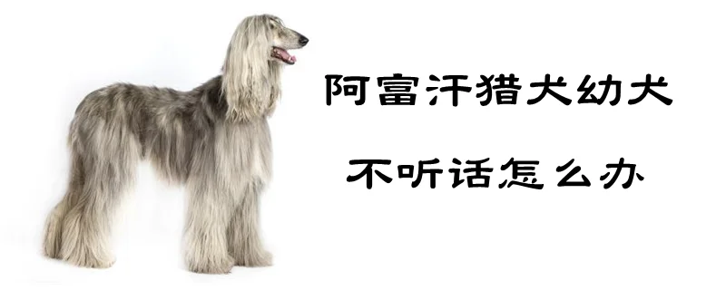 阿富汗獵犬幼犬不聽話怎么辦