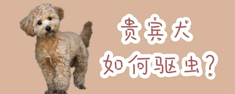 貴賓犬如何驅(qū)蟲