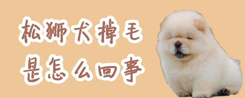 松獅犬掉毛是怎么回事