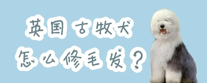 英國(guó)古牧犬怎么修毛發(fā)