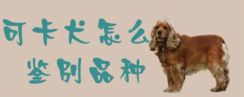 可卡犬怎么鑒別品種1