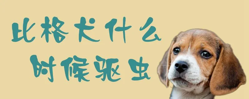 比格犬什么時候驅蟲1