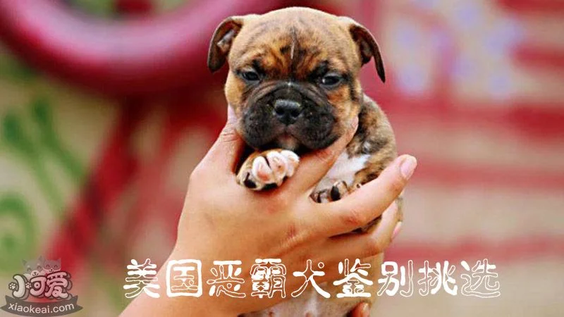 美國惡霸犬鑒別挑選_小可愛寵物網