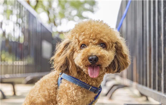 泰迪拉血水腥臭還吐 犬瘟要知道如何預防哦！泰迪拉血水腥臭還吐 犬瘟要知道如何預防哦！泰迪拉血水腥臭還吐 犬瘟要知道如何預防哦！泰迪拉血水腥臭還吐