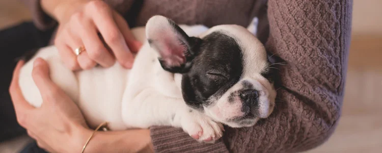 法斗鼻子干是什么原因 是犬瘟嗎