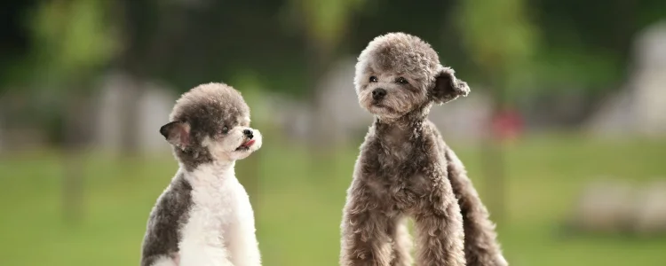 貴賓犬拉肚子吃什么藥 根據步驟來吧