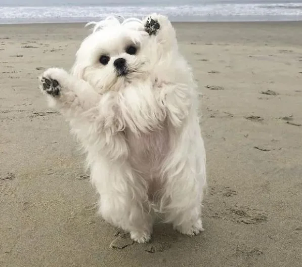 會舉手的馬爾濟斯犬 狗狗靠著“舉手”這一動作火了