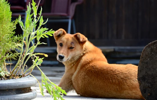 土狗幼犬特征 土狗幼犬長什么樣