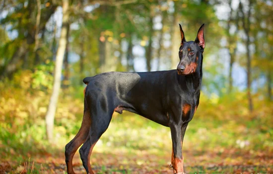 杜賓犬為什么要剪耳朵和尾巴 杜賓犬為什么要割耳朵