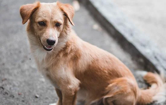 中華田園犬能活多久 中華田園犬一般能活多長時間