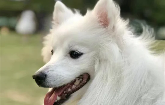 銀狐犬能活多少年 日本銀狐能活多久