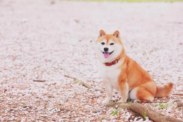 純種柴犬價格 小柴犬價格