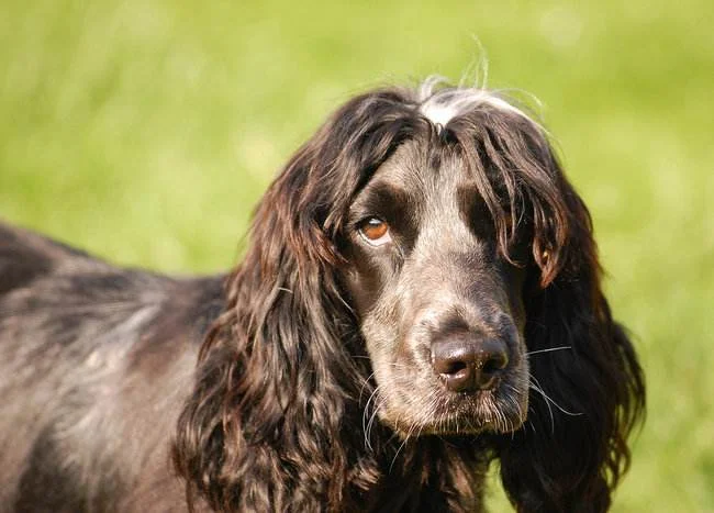 黑色可卡犬多少錢一只 黑色可卡犬多少錢