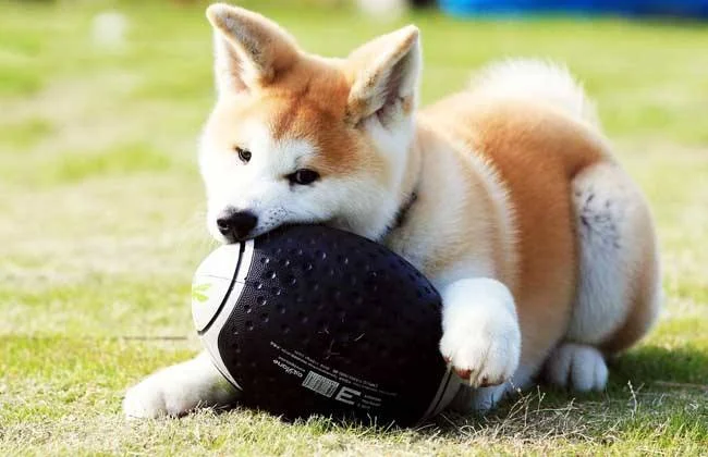 秋田犬一只多少錢 一只秋田犬多少錢