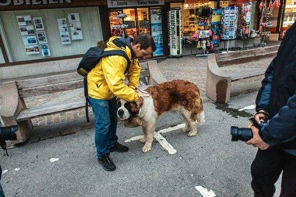 圣伯納犬價格 圣伯納犬價格是多少