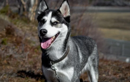 哈士奇多大可以吃成犬狗糧 哈士奇多大吃成犬糧