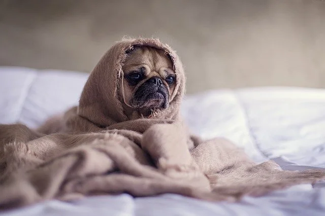 巴哥犬皮膚病用什么藥