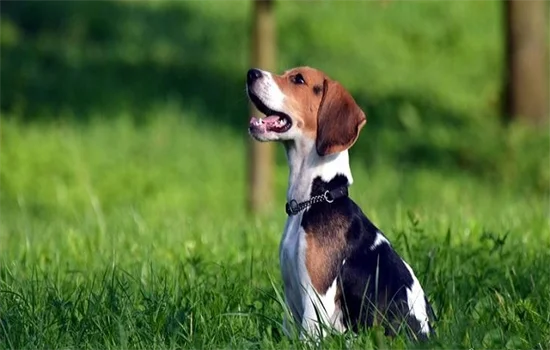 ?養比格犬的優缺點