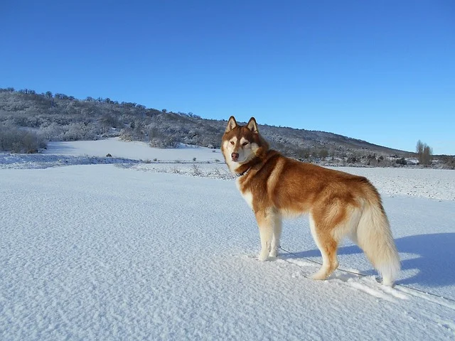 下雪天可以遛狗嗎