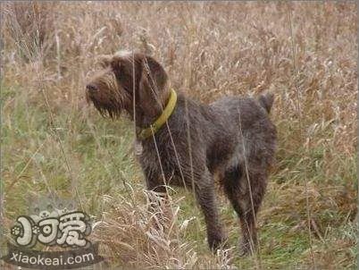 史畢諾犬咳嗽怎么治療 史畢諾犬咳嗽流鼻涕治療方法