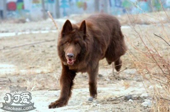 怎么訓練比利時牧羊犬不亂咬東西技巧1