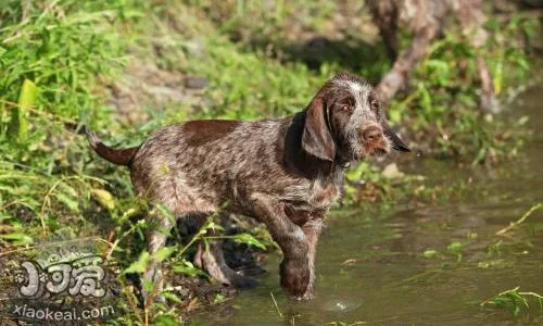 史畢諾犬有跳蚤怎么辦 史畢諾犬去跳蚤方法