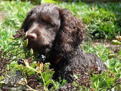 美國水獵犬患皮膚病怎么辦 皮膚病預防及治療方法