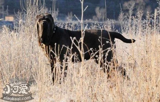 扭玻利頓犬忠誠嗎 扭玻利頓犬會不會咬主人1