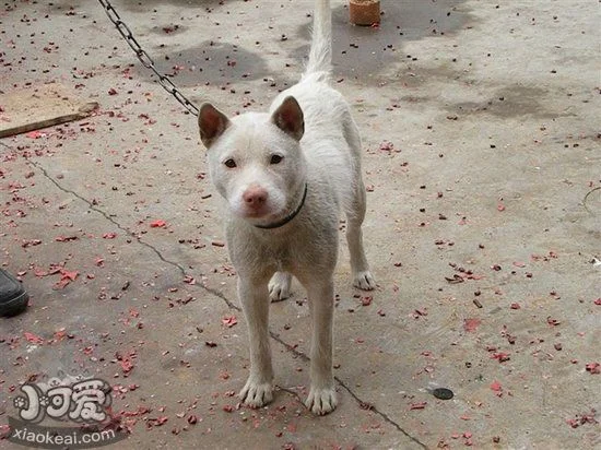 下司犬幼犬吃什么狗糧好 下司犬狗糧選擇推薦1