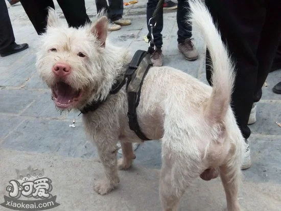 下司犬耳朵怎么清潔 下司犬耳朵清潔護理方法1