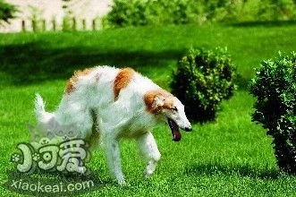 蘇俄獵狼犬每天吃多少 蘇俄獵狼犬食量介紹