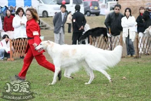 蘇俄獵狼犬怎么修剪指甲 蘇俄獵狼犬護理之剪指甲