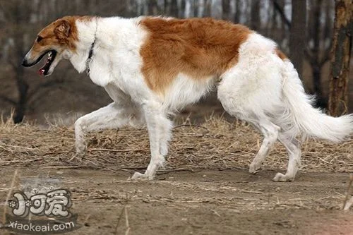 蘇俄獵狼犬不能吃什么 蘇俄獵狼犬禁忌食物介紹