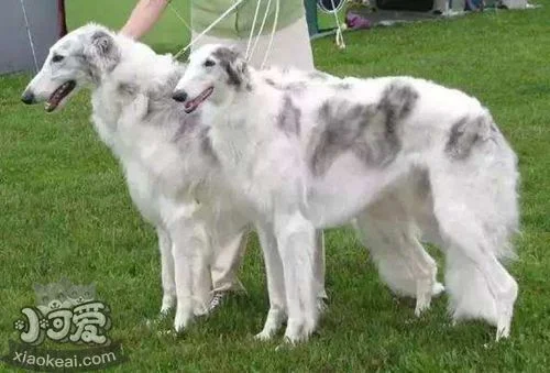 蘇俄獵狼犬怎么學握手 蘇俄獵狼犬握手訓練