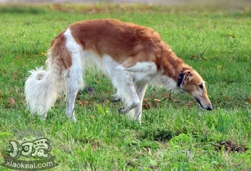 蘇俄獵狼犬患皮膚病怎么辦 皮膚病治療方案