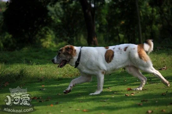 中亞牧羊犬耳朵怎么清潔 中亞牧羊犬耳朵清潔護(hù)理方法1