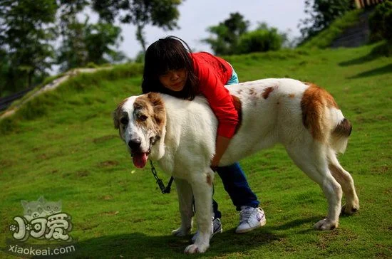 中亞牧羊犬吃什么狗糧好 中亞牧羊犬狗糧選擇推薦1