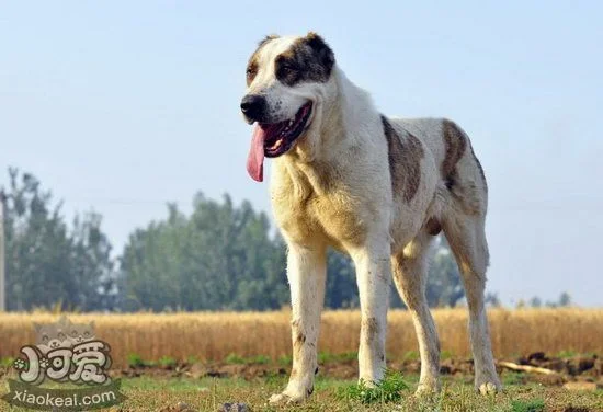 中亞牧羊犬怎么洗澡 中亞牧羊犬洗澡流程1