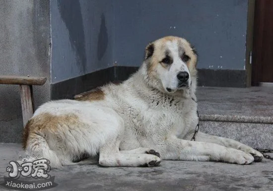 中亞牧羊犬怎么修剪指甲 中亞牧羊犬指甲修剪方法1