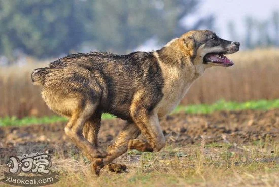 中亞牧羊犬骨折怎么辦 中亞牧羊犬骨折處理方法1