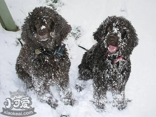 愛爾蘭水獵犬感冒有什么癥狀 感冒癥狀詳解