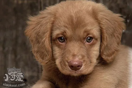 新斯科舍獵鴨尋獵犬感冒吃什么藥好1