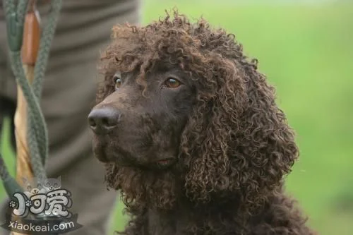 怎么訓練愛爾蘭水獵犬銜物 愛爾蘭水獵犬取東西訓練