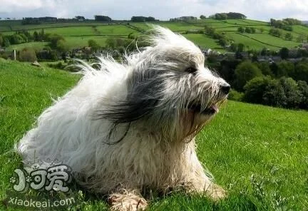 波蘭低地牧羊犬有體臭怎么治療 體臭治療方法