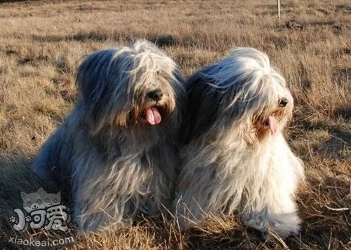 波蘭低地牧羊犬犬瘟熱怎么治療 犬瘟熱治療方法