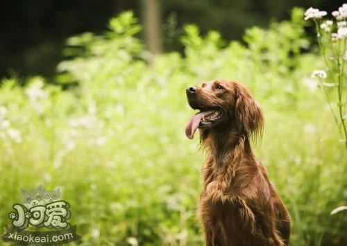 愛爾蘭雪達犬怎么護理 毛發(fā)護理方法