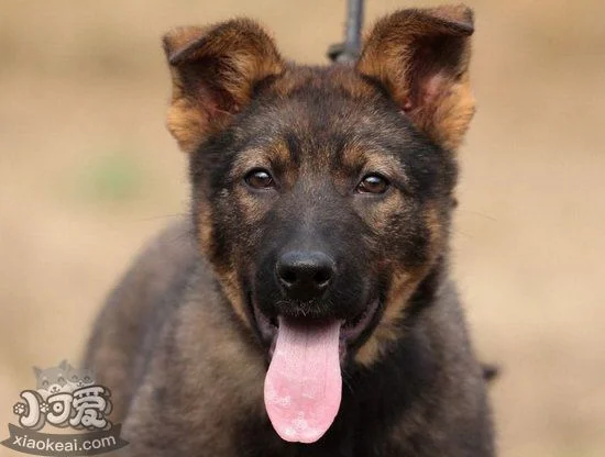 昆明犬拉稀有哪些原因 昆明犬拉肚子解決方法1