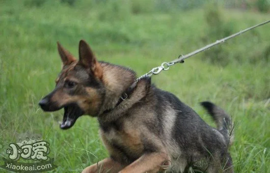 昆明犬什么時候開始訓練好 昆明犬最佳訓練時間1