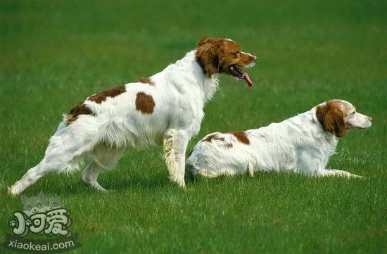 布列塔尼犬怎么洗澡 布列塔尼犬洗澡流程步驟1